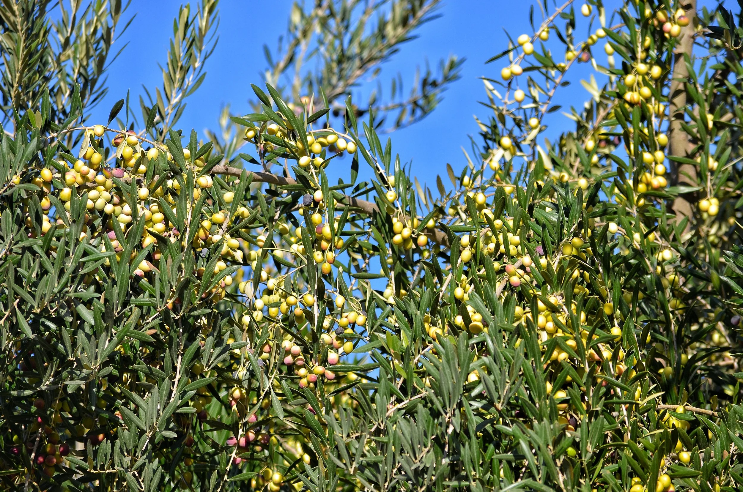 Olivos centenarios de Argenceres